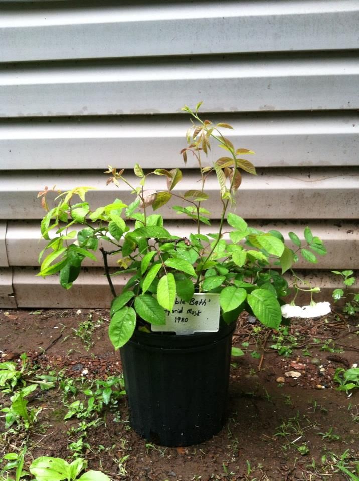  photo BubbleBathJune13_zps4d532ff0.jpg